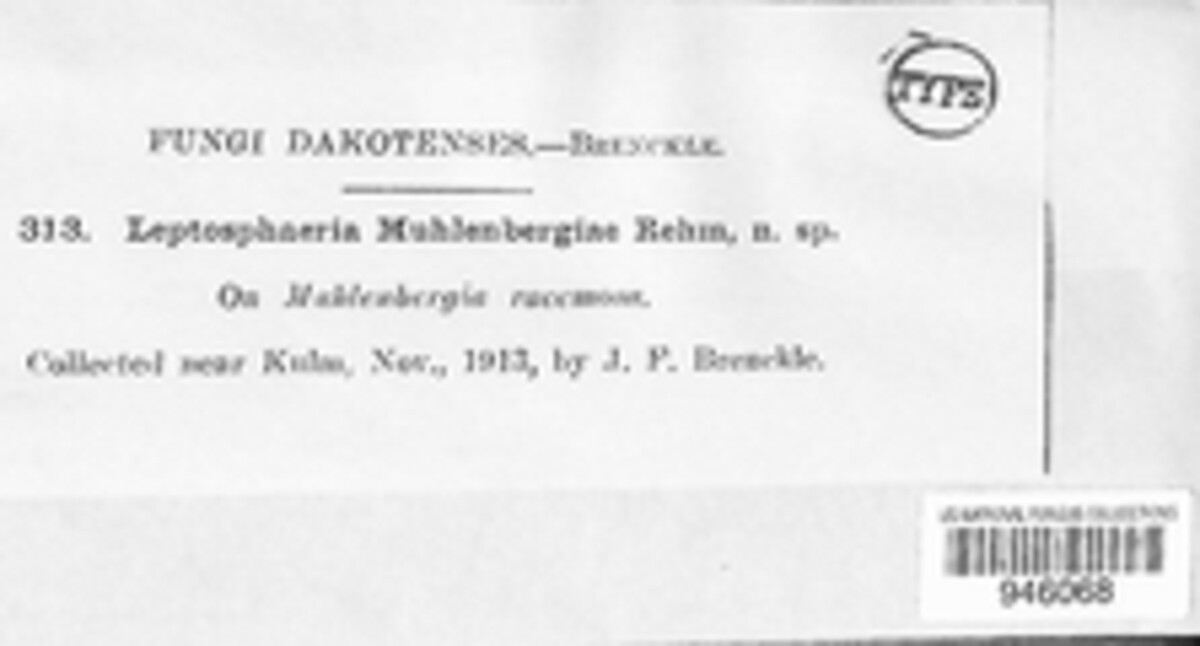 Phyllachora muhlenbergiae image